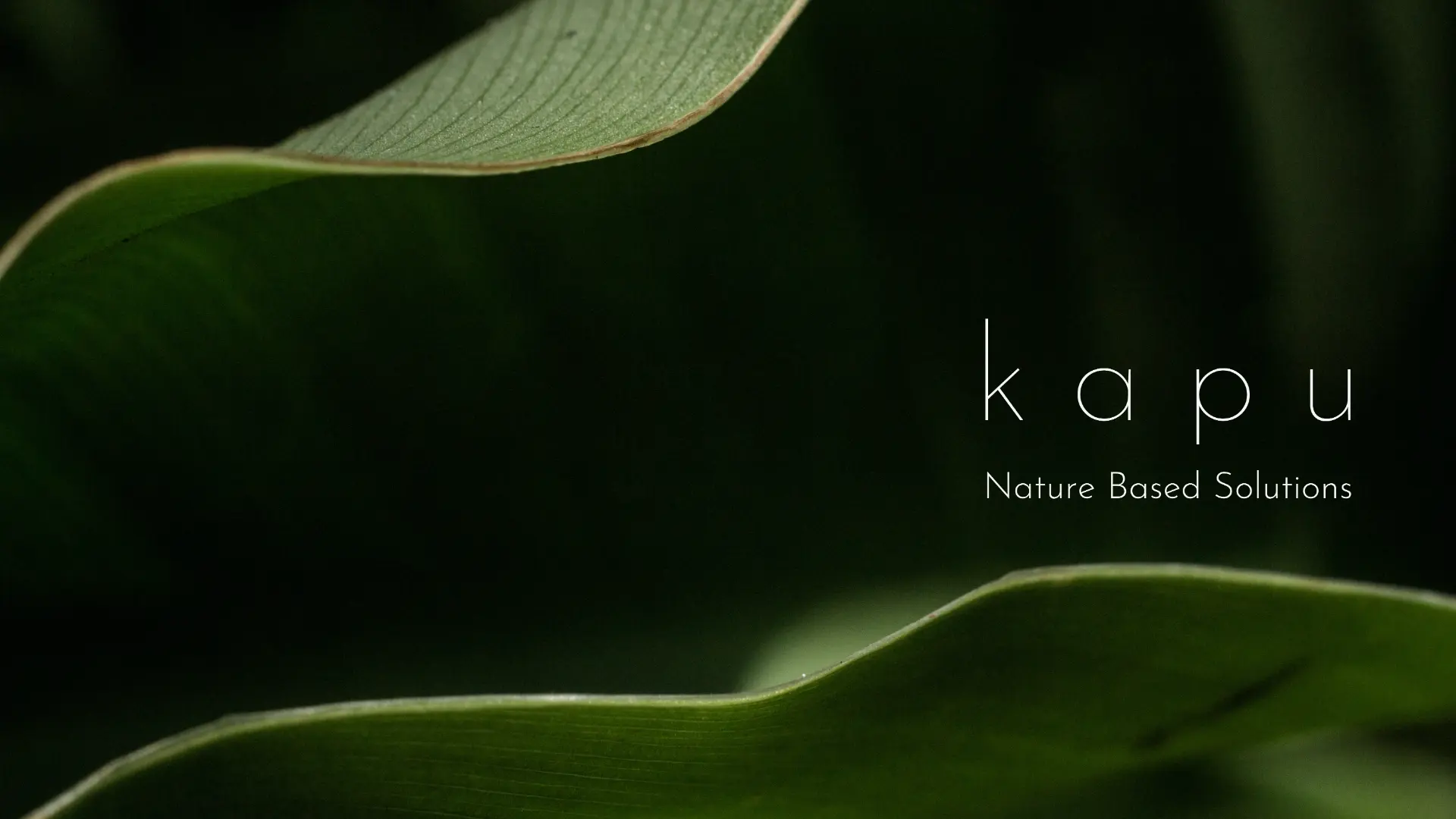 Folhagem tropical em close-up com a marca kapu Nature Based Solutions